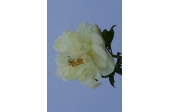 LEMON CHIFFON
